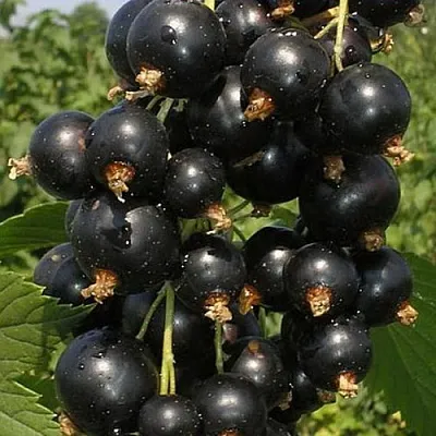 Смородина черная ИСКУШЕНИЕ в Иркутске