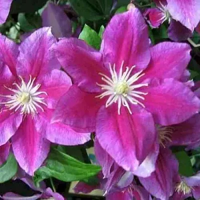 Клематис ХАНИЯ  Клематис ХАНИЯ в Иркутске