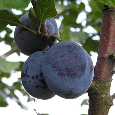 Слива ВЕНГЕРКА БЕЛОРУССКАЯ  Слива ВЕНГЕРКА БЕЛОРУССКАЯ в Иркутске