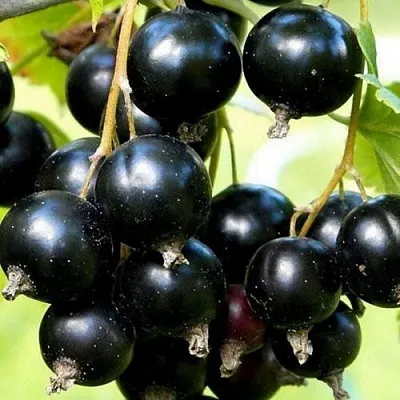 Смородина чёрная СОКРОВИЩЕ  Смородина чёрная СОКРОВИЩЕ в Иркутске