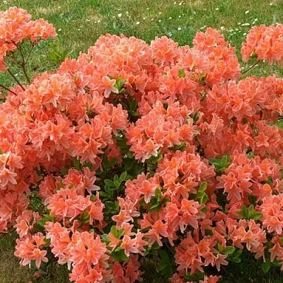 Рододендрон ЯПОНСКИЙ ОРАНЖЕВЫЙ  Рододендрон ЯПОНСКИЙ ОРАНЖЕВЫЙ в Иркутске