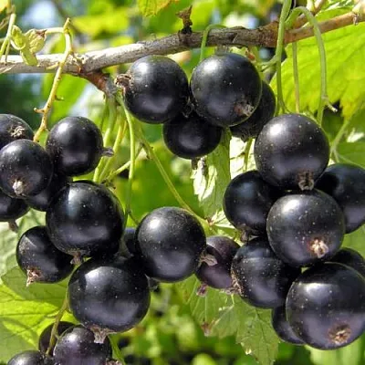 Смородина черная ГАМАЮН  Смородина черная ГАМАЮН в Иркутске