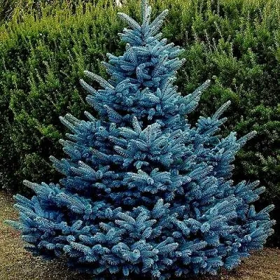 Ель МАДЖЕСТИК БЛЮ колючая  Ель МАДЖЕСТИК БЛЮ колючая в Иркутске