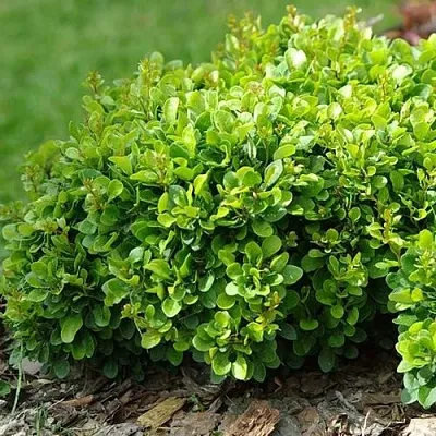 Барбарис КОБОЛЬД тунберга в Иркутске