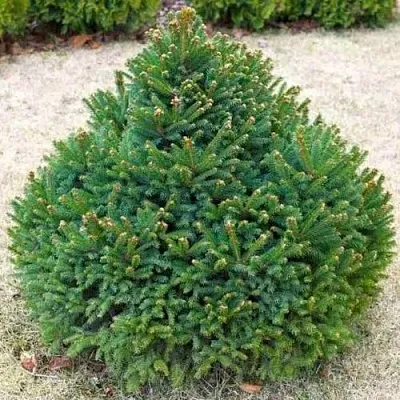 Ель БАРРИ обыкновенная  Ель БАРРИ обыкновенная в Иркутске