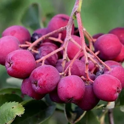 Рябина ДЕСЕРТНАЯ МИЧУРИНА сладкоплодная  Рябина ДЕСЕРТНАЯ МИЧУРИНА сладкоплодная в Иркутске