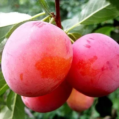 Слива КОМЕТА  Слива КОМЕТА в Иркутске