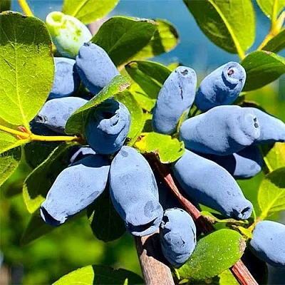 Жимолость съедобная АВРОРА в Иркутске