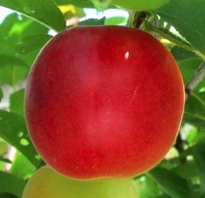 Плумкот БИРИКОККОЛО БОЛОГНЕС  Плумкот БИРИКОККОЛО БОЛОГНЕС в Иркутске