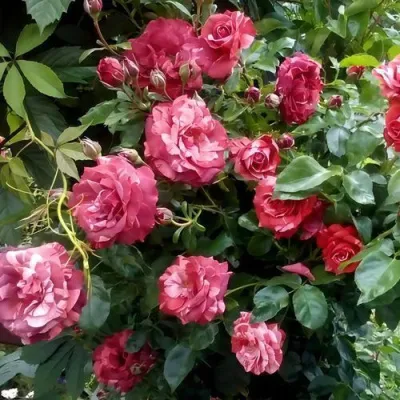 Саженцы роз БРАУНИ плетистая — описание сорта Саженцы роз БРАУНИ плетистая в Иркутске