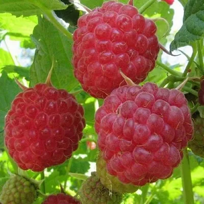 Малина НОВОСТЬ КУЗЬМИНА   Малина НОВОСТЬ КУЗЬМИНА  в Иркутске