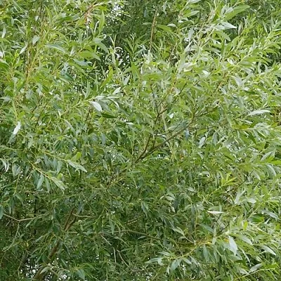 Ива ВИТЕЛЛИНА белая   Ива ВИТЕЛЛИНА белая  в Иркутске