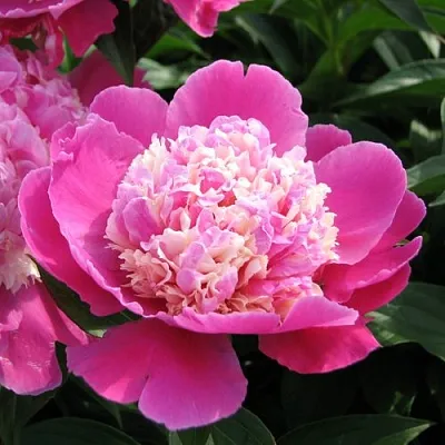 Пион КОРА СТАББС травянистый в Иркутске