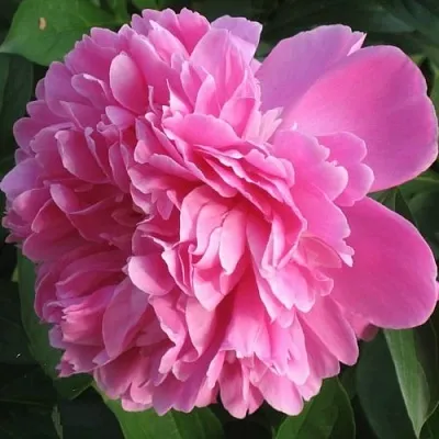 саженцы пиона