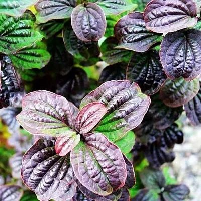 дерен КОМПРЕССА кроваво-красный  дерен КОМПРЕССА кроваво-красный в Иркутске