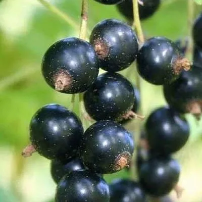 Смородина черная СТРЕЛЕЦ  Смородина черная СТРЕЛЕЦ в Иркутске