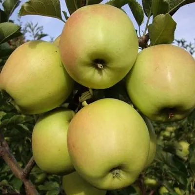 Яблоня СКИФСКОЕ ЗОЛОТО  Яблоня СКИФСКОЕ ЗОЛОТО в Иркутске