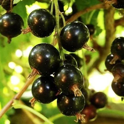 Смородина чёрная НАРА  Смородина чёрная НАРА в Иркутске