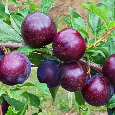 Шарафуга ВЕЛЬВЕТ САНРАЙЗ  Шарафуга ВЕЛЬВЕТ САНРАЙЗ в Иркутске