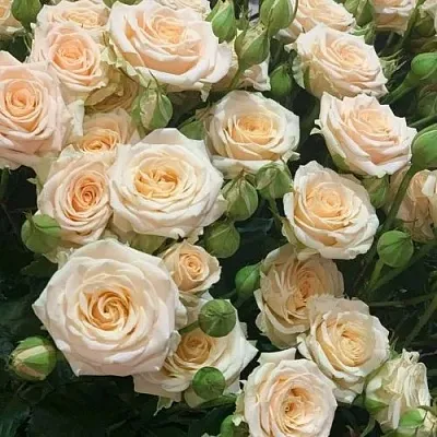 Саженцы роз ТАНЯ спрей в Иркутске