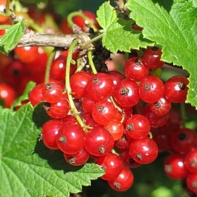 Смородина красная РАЧКОВСКАЯ в Иркутске