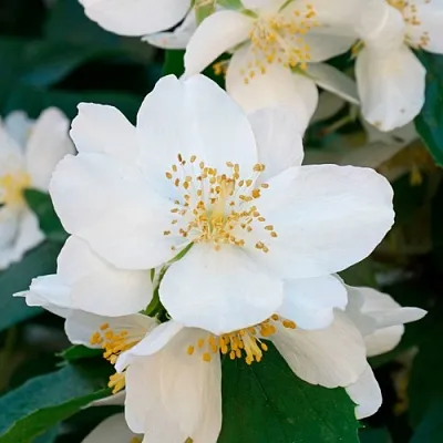 Жасмин ЮСТИНКА  Жасмин ЮСТИНКА в Иркутске