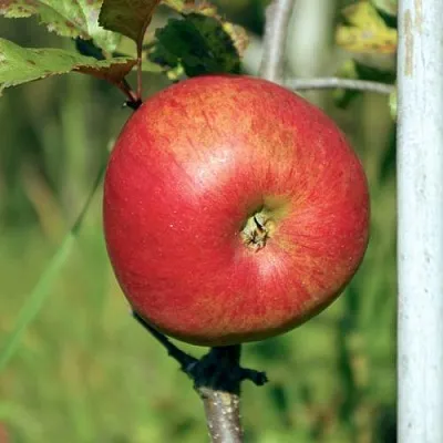 Яблоня ДЫЯМЕНТ в Иркутске