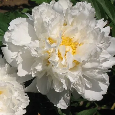 Пион БОУЛ ОФ КРИМ травянистый в Иркутске