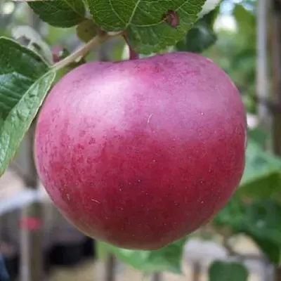 Яблоня НОРИС в Иркутске