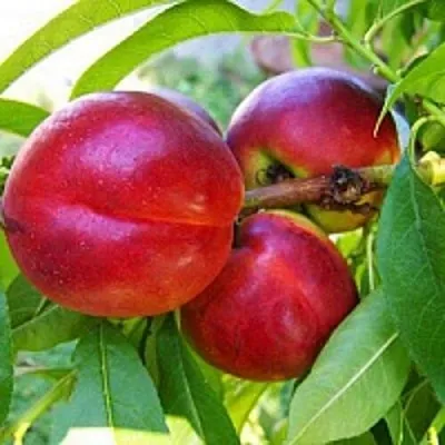 Нектарин в Иркутске