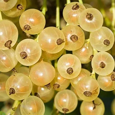 Смородина белая СМОЛЬЯНИНОВСКАЯ  Смородина белая СМОЛЬЯНИНОВСКАЯ в Иркутске