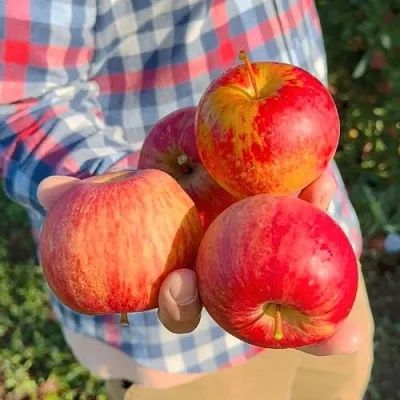 Яблоня КРАСАВИТА в Иркутске