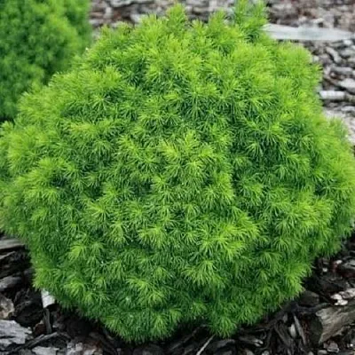 Ель АЛЬБЕРТА ГЛОБ сизая  Ель АЛЬБЕРТА ГЛОБ сизая в Иркутске