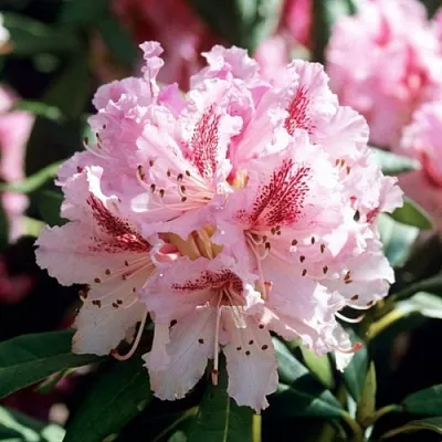 Рододендрон ЧИР  Рододендрон ЧИР в Иркутске