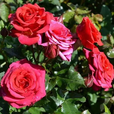 Саженцы роз МИРАБЕЛЬ спрей в Иркутске