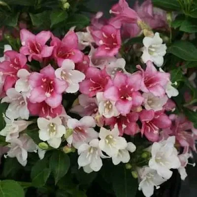 Вейгела КАРНАВАЛ  Вейгела КАРНАВАЛ в Иркутске