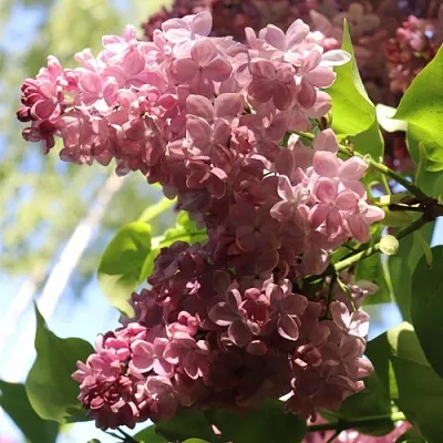 Сирень МЕДОВЫЙ СПАС в Иркутске