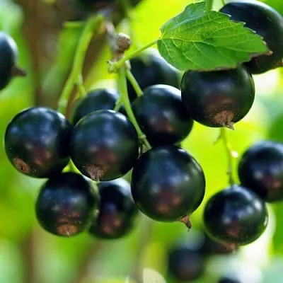 Смородина чёрная ВЕЛОЙ (ЛЕНИНГРАДСКАЯ СЛАДКАЯ)  Смородина чёрная ВЕЛОЙ (ЛЕНИНГРАДСКАЯ СЛАДКАЯ) в Иркутске