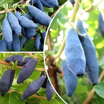 Комплект СЛАДКИЕ ХИТЫ в Иркутске