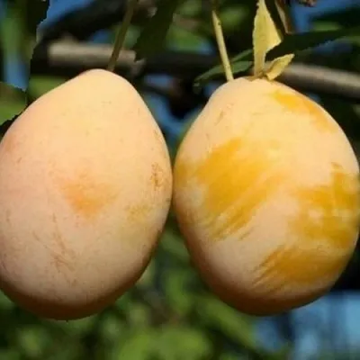 Слива ВАШИНГТОН  Слива ВАШИНГТОН в Иркутске