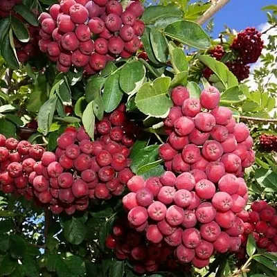 Рябина ГРАНАТНАЯ сладкоплодная  Рябина ГРАНАТНАЯ сладкоплодная в Иркутске