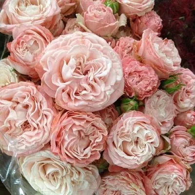 Саженцы роз МАДАМ БОМБАСТИК спрей  Саженцы роз МАДАМ БОМБАСТИК спрей в Иркутске