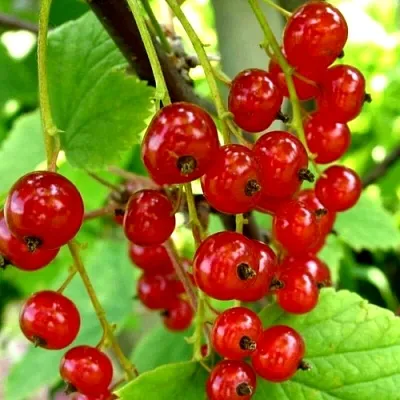 Смородина красная КОРАЛЛОВАЯ  Смородина красная КОРАЛЛОВАЯ в Иркутске