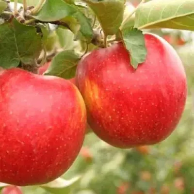 Яблоня ДЖОНАГОЛД  Яблоня ДЖОНАГОЛД в Иркутске