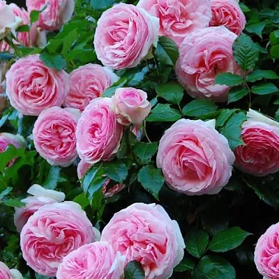 Саженцы роз ПЬЕР ДЕ РОНСАР плетистая  Саженцы роз ПЬЕР ДЕ РОНСАР плетистая в Иркутске