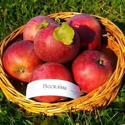 Яблоня ВЕСЯЛИНА в Иркутске