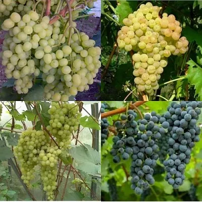 Комплект ВИНОГРАДНАЯ РАДУГА в Иркутске