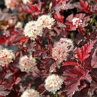 Пузыреплодник ЛЕДИ ИН РЕД  Пузыреплодник ЛЕДИ ИН РЕД в Иркутске