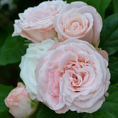 Саженцы роз БОМБАСТИК спрей в Иркутске