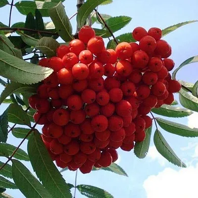 Рябина САХАРНАЯ ПЕТРОВА сладкоплодная  Рябина САХАРНАЯ ПЕТРОВА сладкоплодная в Иркутске